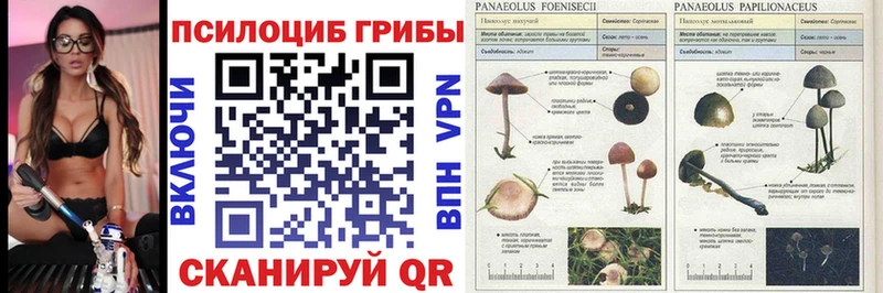 Псилоцибиновые грибы Cubensis где найти Вытегра